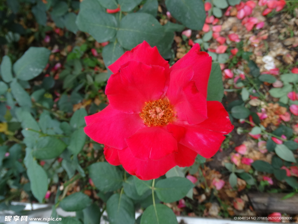 月季花