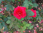 月季花