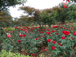 月季花