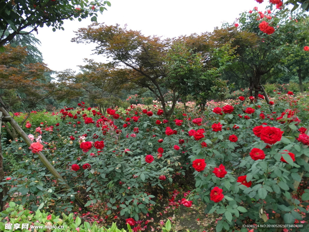 月季花