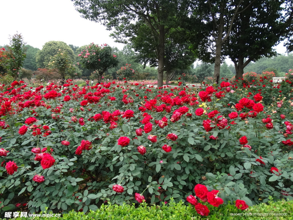 月季花