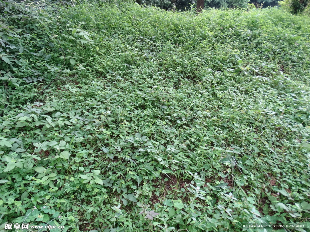 绿草地