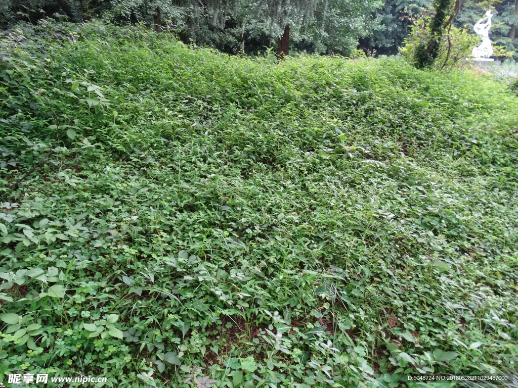 绿草地