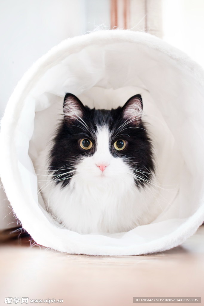 猫咪