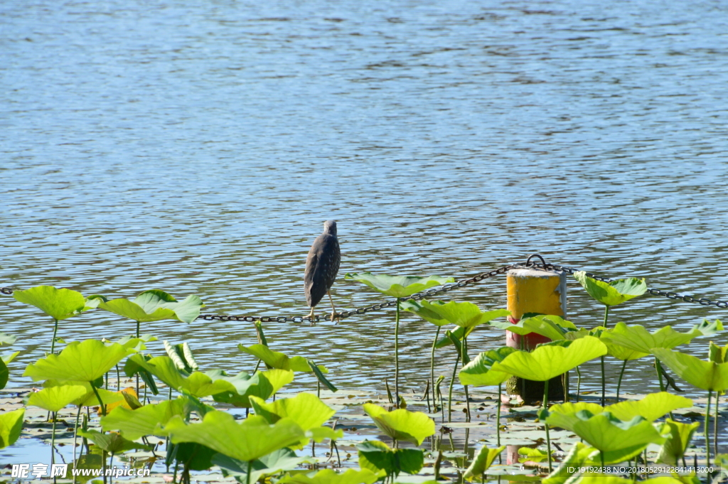 莲花池风景
