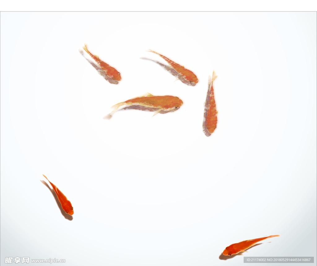金鱼