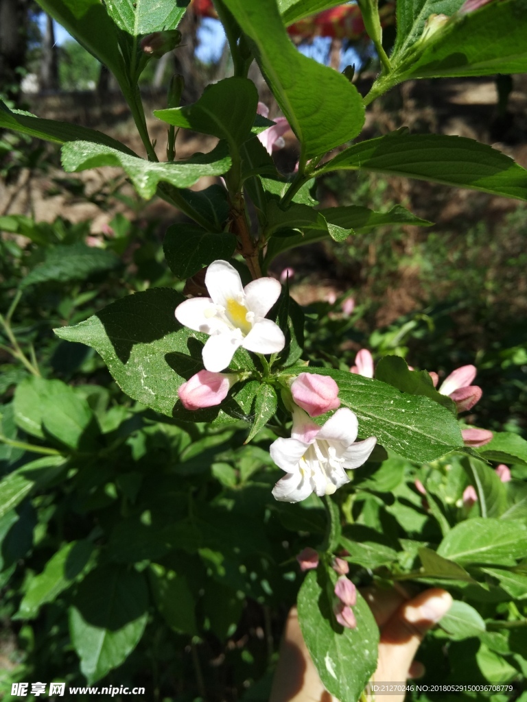 锦带花图片