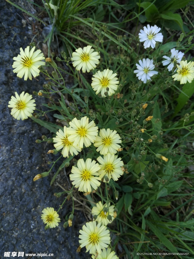 小苦荬花图片