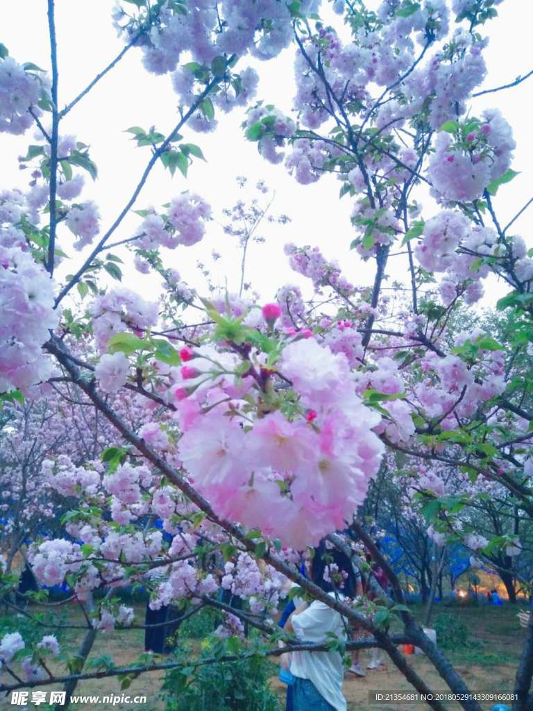 樱花花