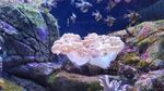 海洋生物