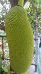 菠萝蜜