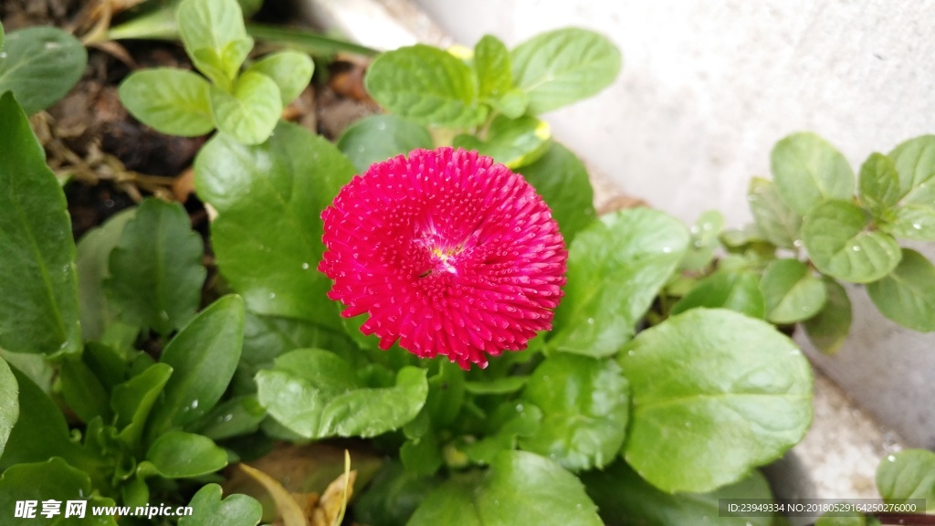 长寿菊