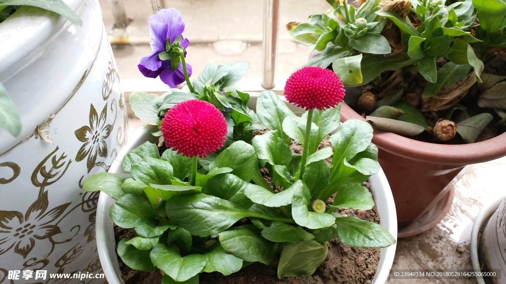 长寿菊