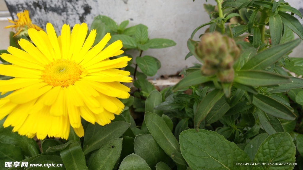 菊花