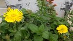 小花盆