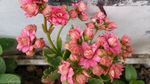 圣诞伽蓝菜 长寿花