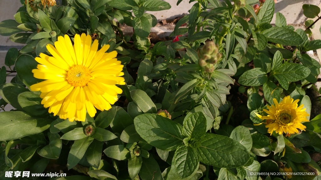花花草草