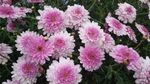 小花