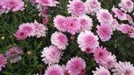 小花