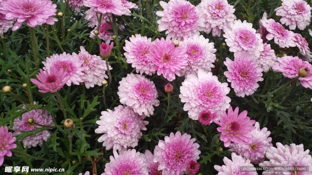 小花