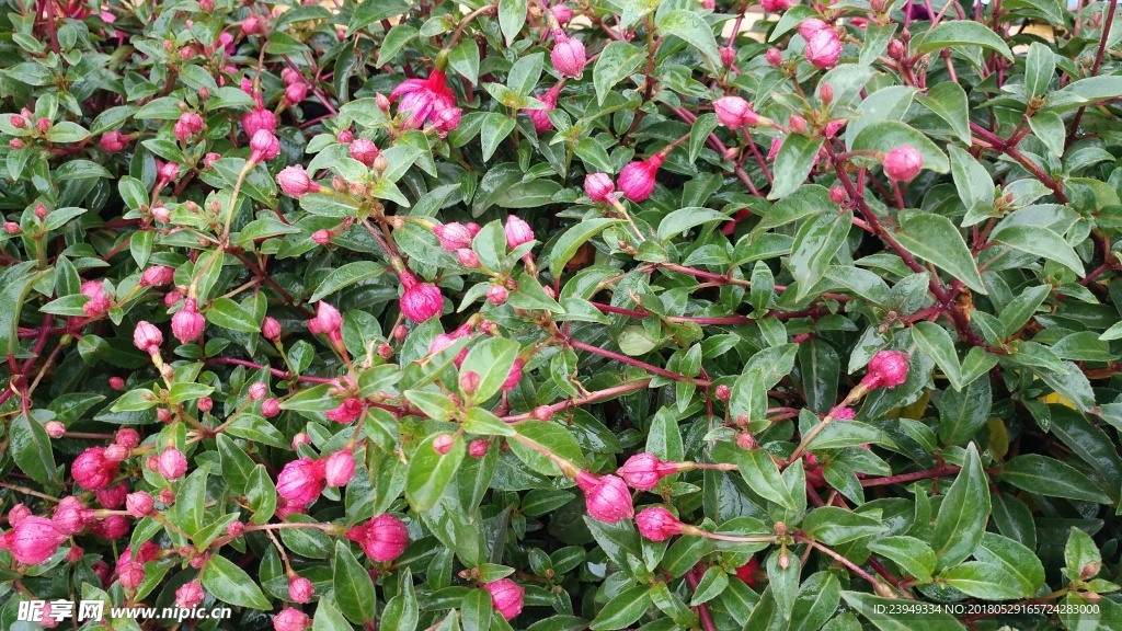 花花草草