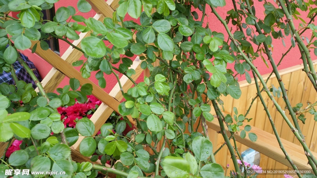 植物