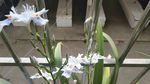 扇形鸢尾花