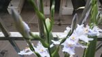 扇形鸢尾花