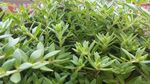 垂盆草