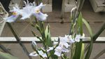 扇形鸢尾花