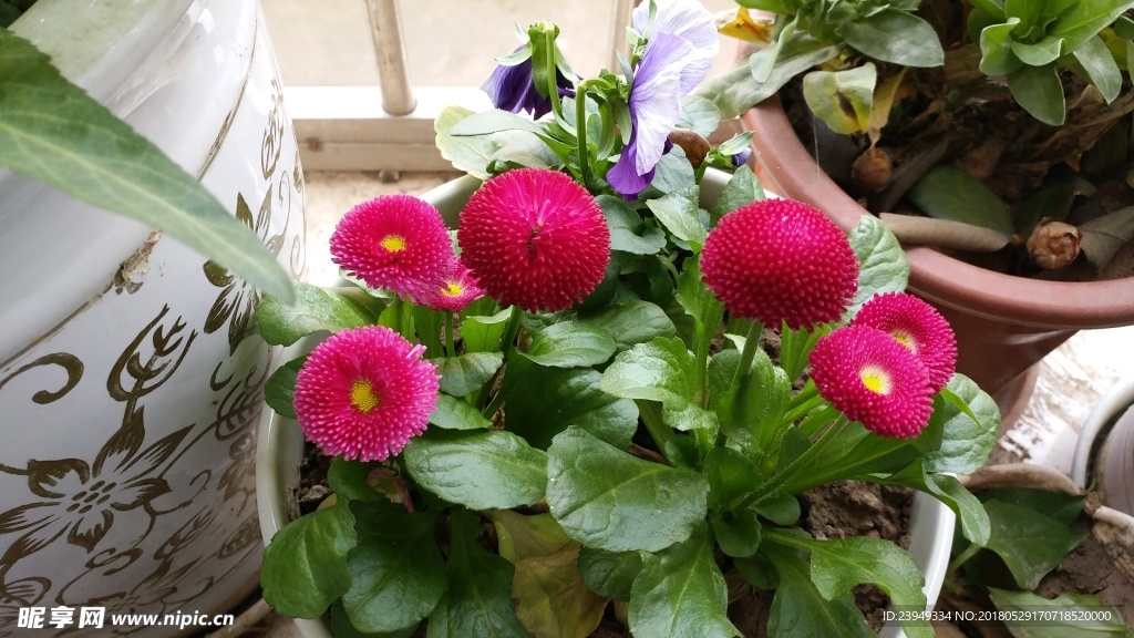 长寿菊