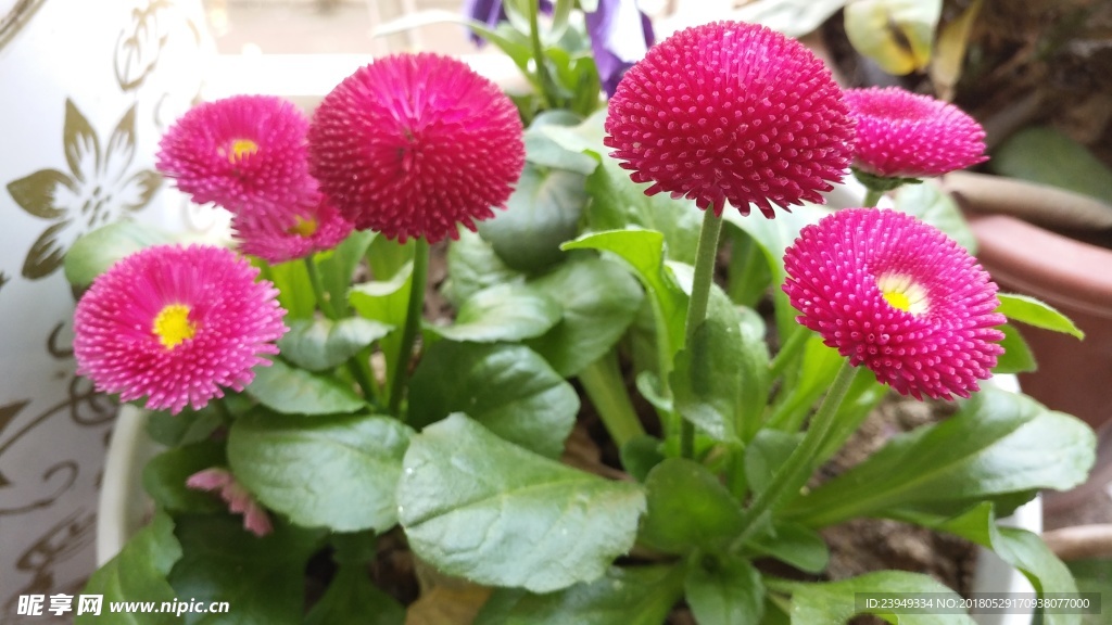 长寿菊