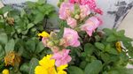 金鱼草花