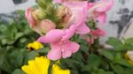 金鱼草花