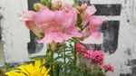 金鱼草花