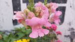 金鱼草花