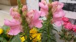 金鱼草花