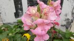 金鱼草花