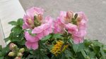 金鱼草花
