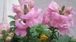 金鱼草花