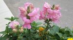 金鱼草花