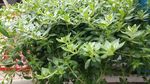 垂盆草
