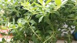 垂盆草