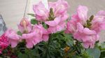 金鱼草花