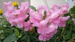 金鱼草花