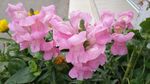 金鱼草花