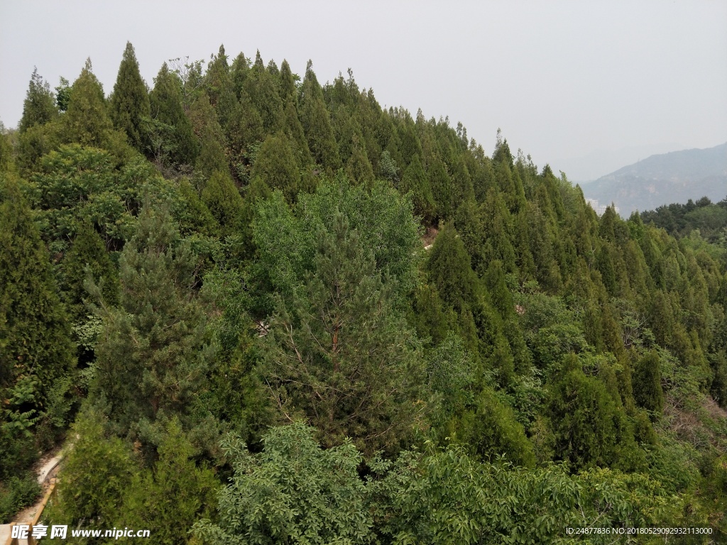 高山顶上层层叠叠的松树