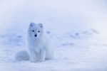 狐狸 雪狐 北极 南极 雪地