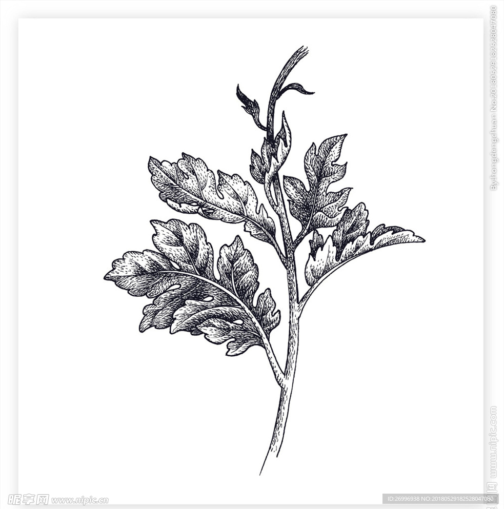 植物图片