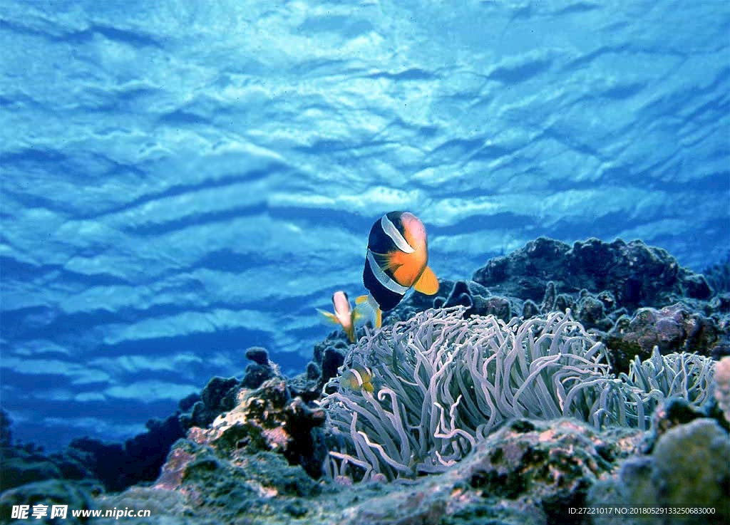海星